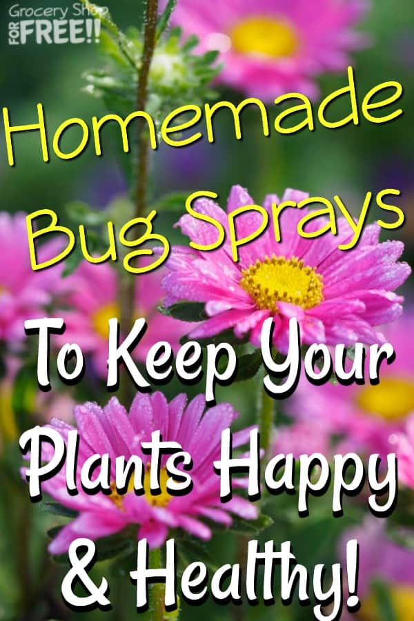 It's important to keep your indoor and outdoor plants healthy because they keep us healthy. They feed us and clean our air among other things. Check out these homemade plant sprays to help keep them "bad" bug free! It's important to keep your indoor and outdoor plants healthy because they keep us healthy. They feed us and clean our air among other things. Check out these homemade plant sprays to help keep them "bad" bug free!