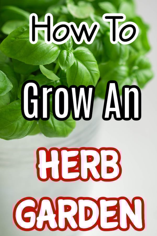 Thought about having a garden but not where to start? No room? Let's look at how you can easily grow an herb garden with little muss and fuss. Click through NOW to see how...