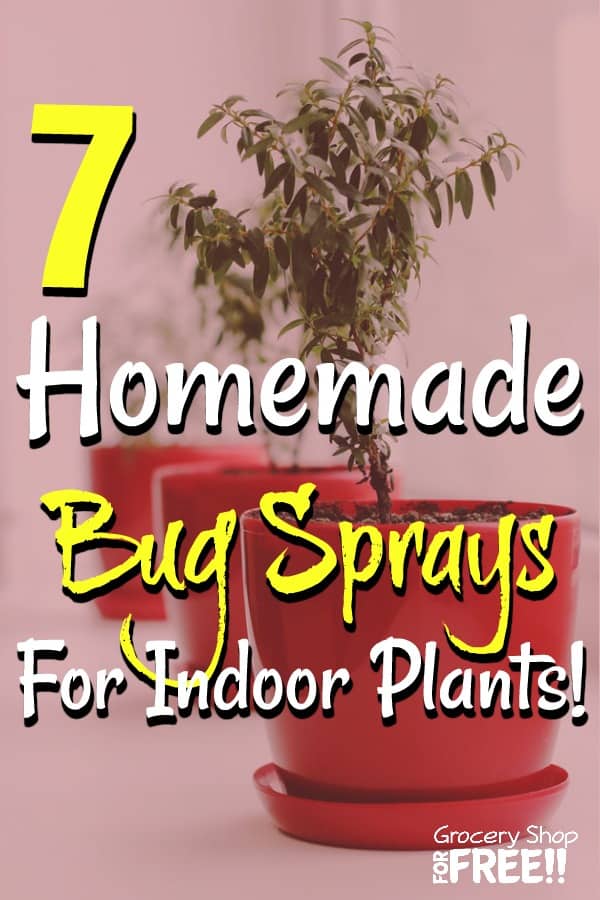 How to get rid of bugs from houseplant soil naturally