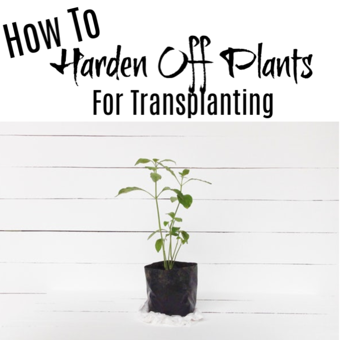 hardening off seedlings before transplanting