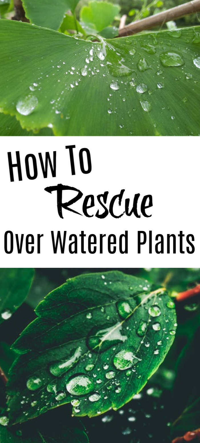 Over Watered plants often lead to dead plants rather quickly, however, these 5 steps will save your plants from overwatering & prevent it from happening again.