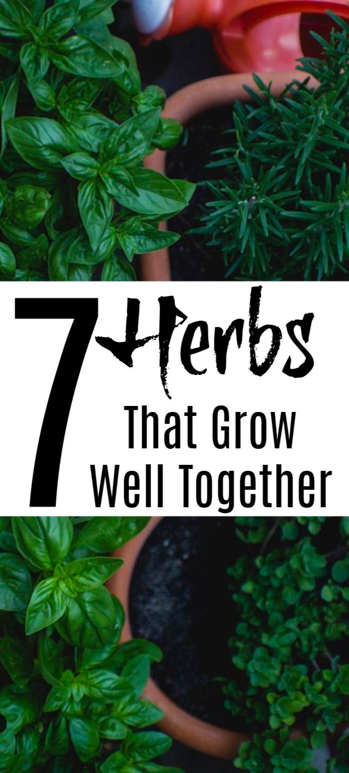 Can you plant herbs together information