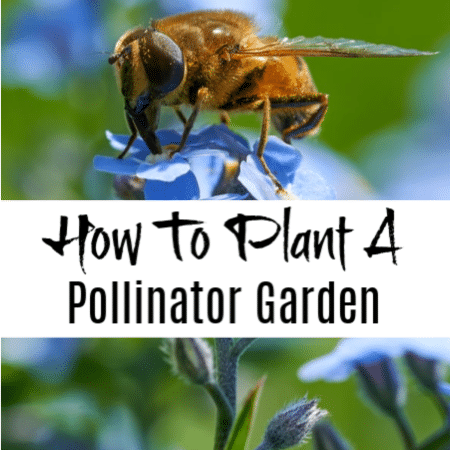 How To Grow A Pollinator Garden And Plants That Attract Pollinators