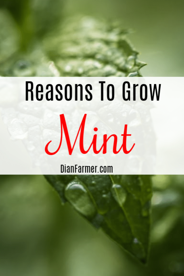 Mint gets a bad rap in the garden, but there are actually many reasons to grow mint. Just click through to find out more.