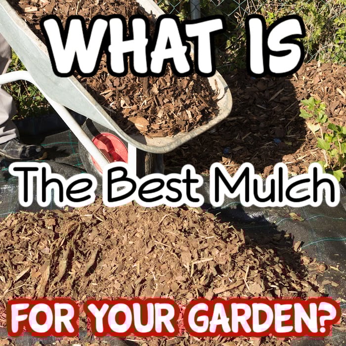 What Is The Best Mulch For Vegetable Garden?