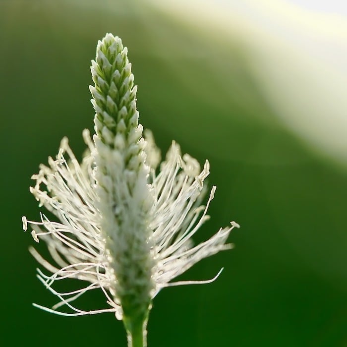 Want to learn more about the effects of weeds and the benefits of weeds in the garden? Click through to learn all about it.