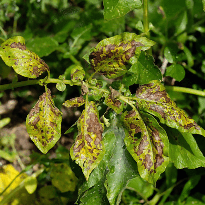 Understanding Magnesium Deficiency In Plants