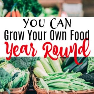 How to Grow An Organic Vegetable Garden at Home