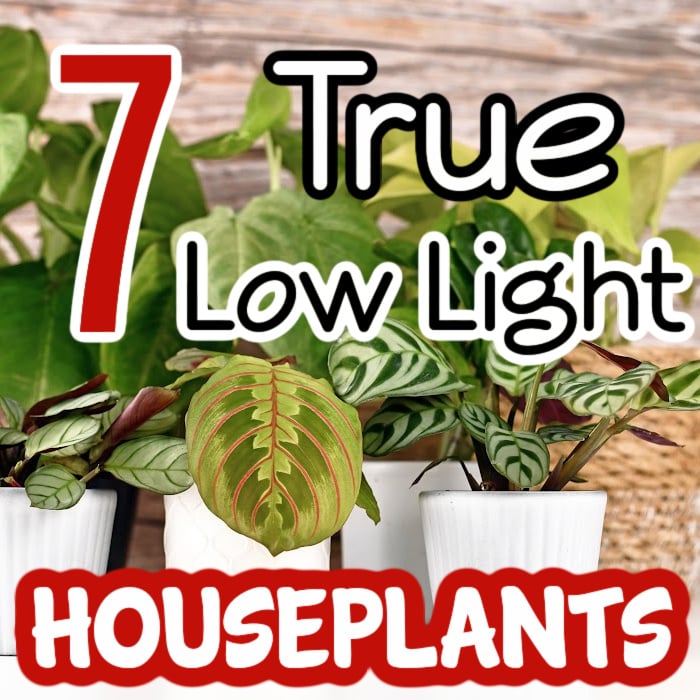 houseplants that need little light