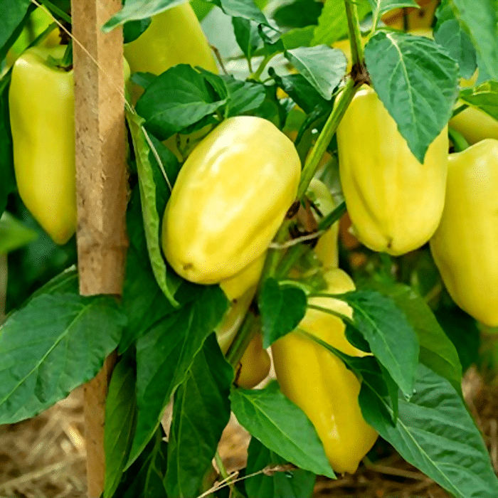 Secrets For Growing Juicy Peppers – Backyard Vegetable Gardener