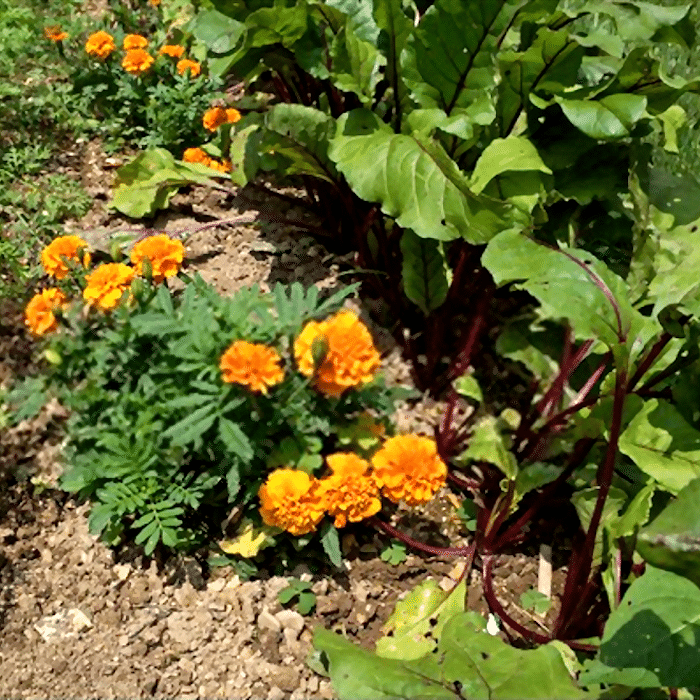 Why You Should Always Grow Marigolds In The Garden – Backyard Vegetable ...