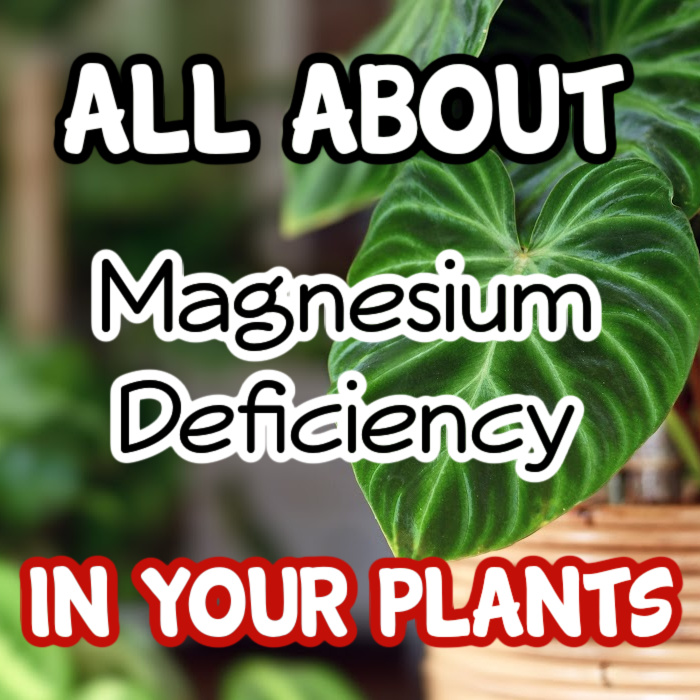 Understanding Magnesium Deficiency In Plants