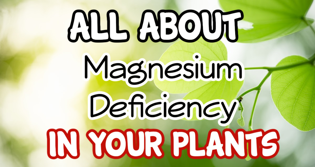 Understanding Magnesium Deficiency In Plants