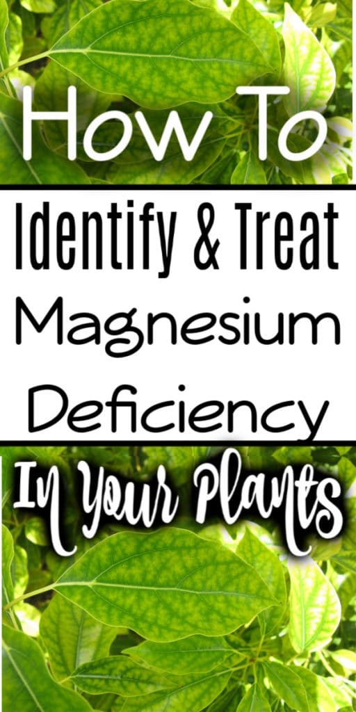 Understanding Magnesium Deficiency In Plants