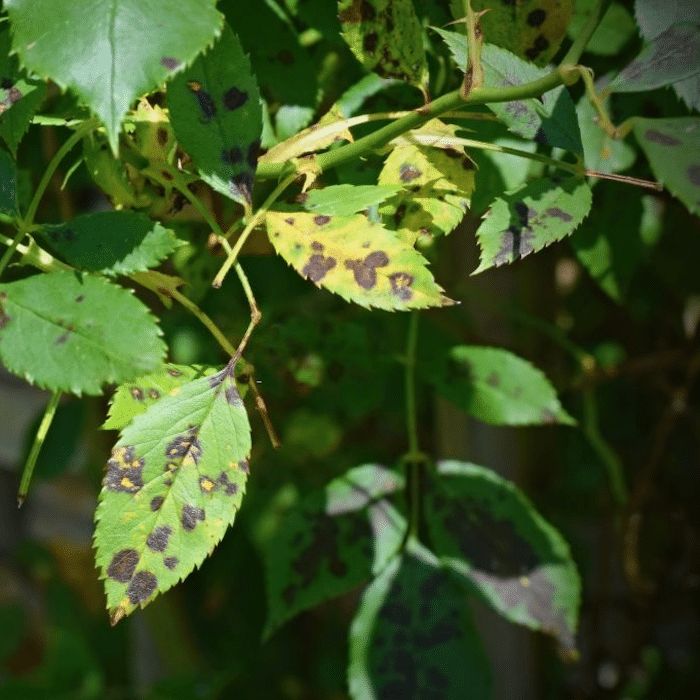 Black Spot On Roses Treatment & Prevention