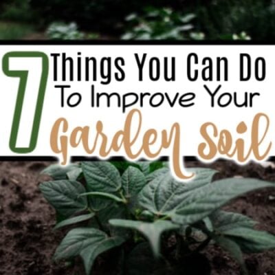 7 Tips To Improve Garden Soil