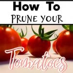 How To Prune Tomato Plants how-to-prune-tomato-plants