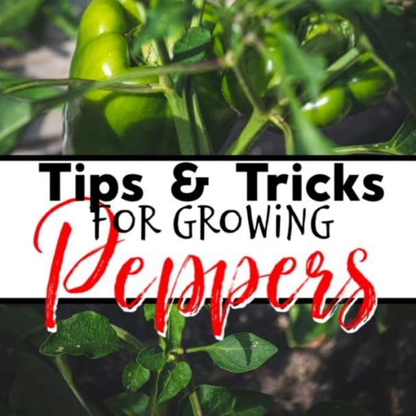 Tips For Growing Peppers