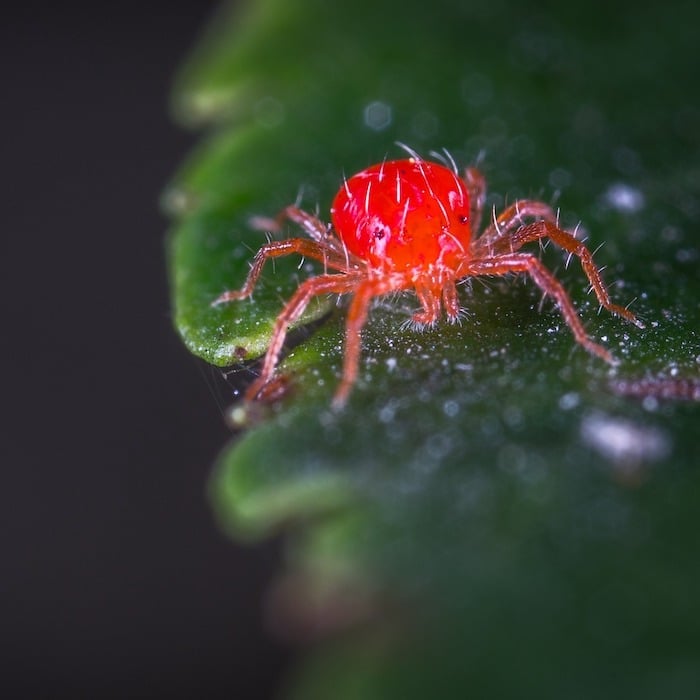 How To Get Rid Of Spider Mites On Plants