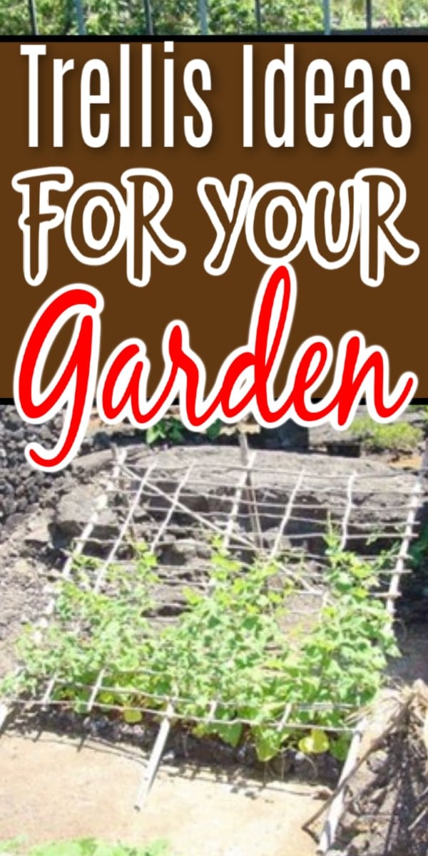 A garden trellis can bring beauty and functionality to your garden. From DIY to store bought, click through NOW to see some ideas...