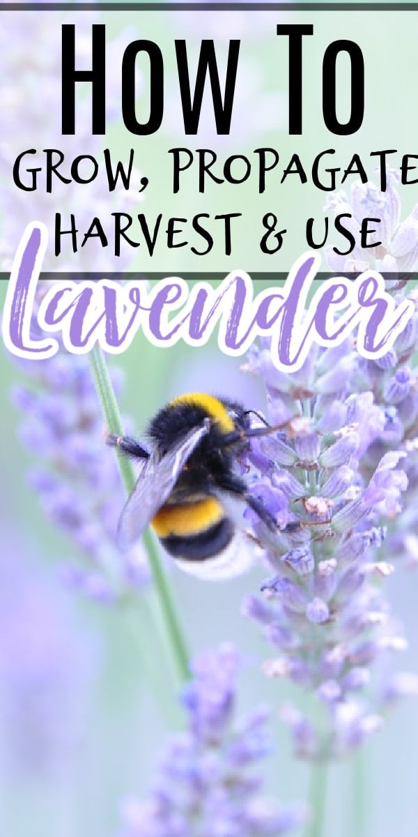 Whether you're thinking of growing lavender indoors, or growing lavender in pots, or even growing lavender from cuttings you've come to the right place. Click through NOW to learn all you need to know....
