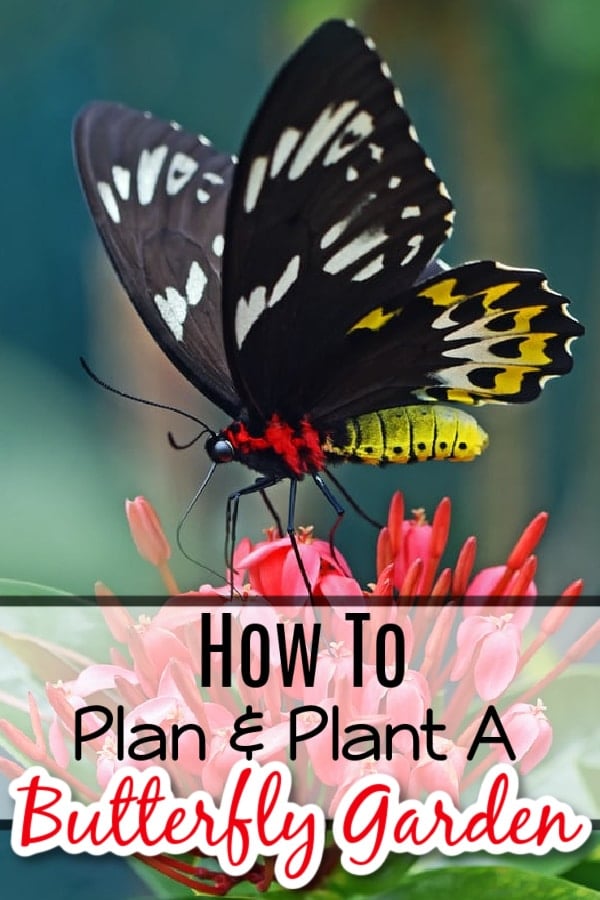 Planning & planting a butterfly garden is fun & beneficial. Click NOW to learn how to enjoy the beauty while reaping the benefits of butterflies in your garden....