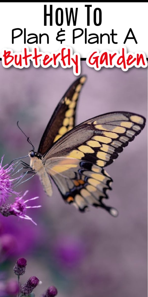 Planning & planting a butterfly garden is fun & beneficial. Click NOW to learn how to enjoy the beauty while reaping the benefits of butterflies in your garden....