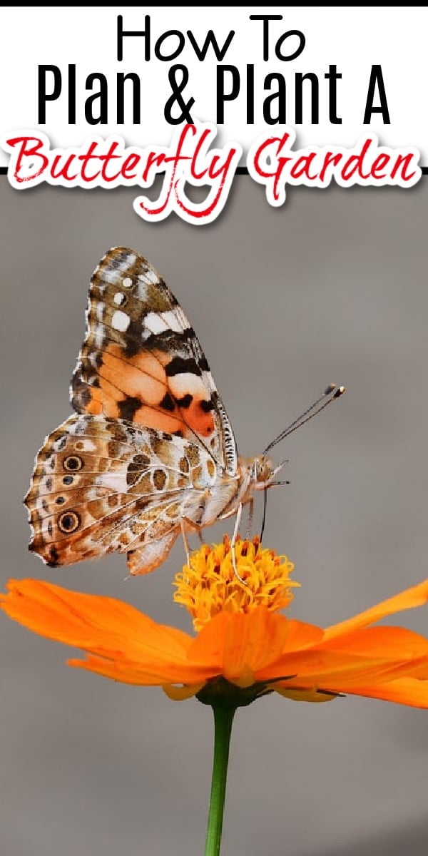 Planning & planting a butterfly garden is fun & beneficial. Click NOW to learn how to enjoy the beauty while reaping the benefits of butterflies in your garden....