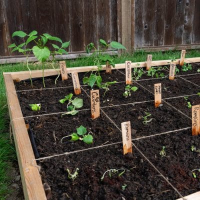 All About Square Foot Gardening