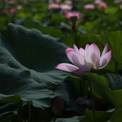 Water Lily vs. Lotus