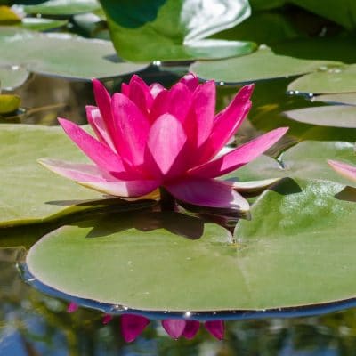 Water Lily vs. Lotus