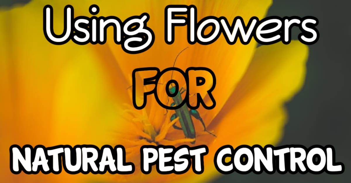 Using Flowers As Natural Pest Control In The Garden