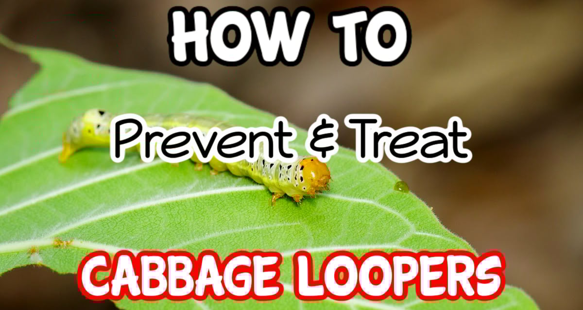 Cabbage Looper Control Eliminate Them Effectively