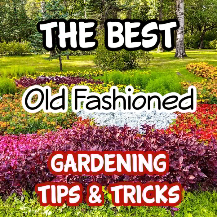 These old fashioned gardening tips can benefit us all. Don't throw the baby out with the bathwater, let's learn from gardeners that came before us.
Click through to learn more....