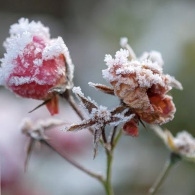 How To Get Your Garden Ready For Winter