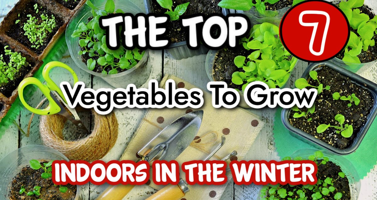 Indoor Winter Vegetable Gardening 7 Easy Choices