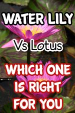 Water Lily vs. Lotus