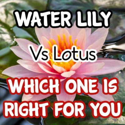 Water Lily vs. Lotus