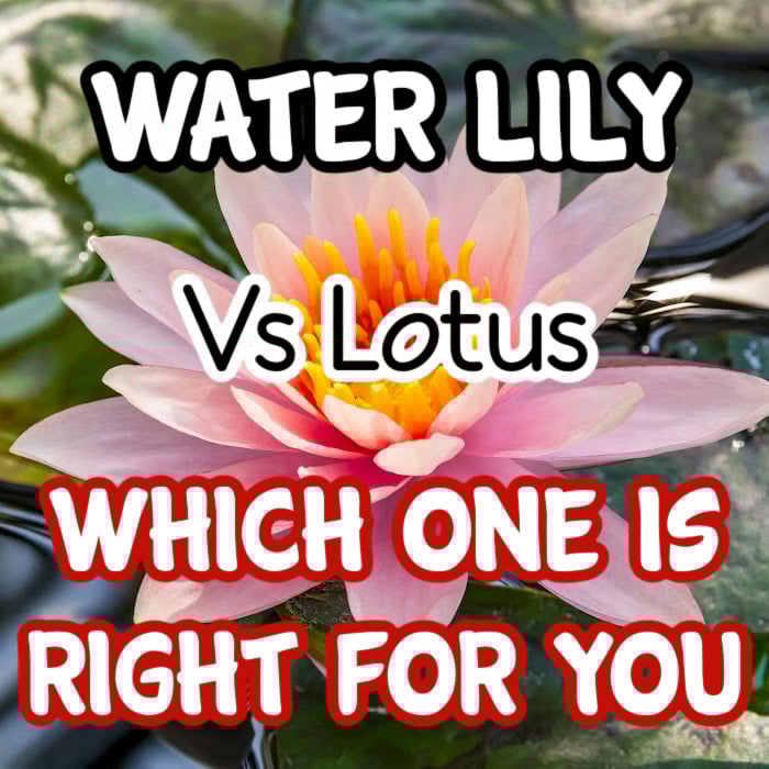 Water Lily vs. Lotus Backyard Vegetable Gardener