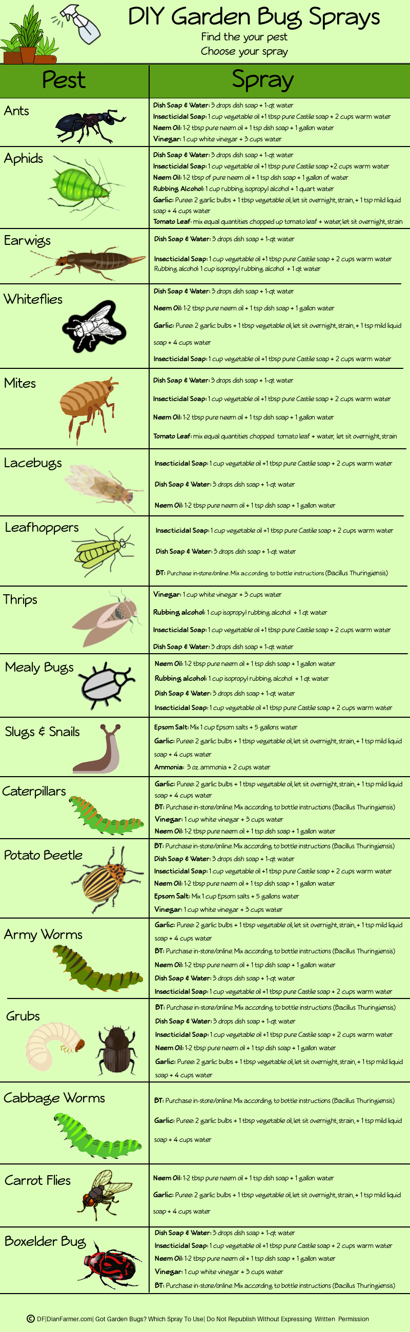 DIY Indoor & Outdoor Plant Sprays For Pests