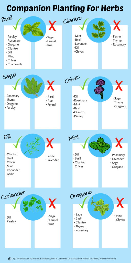 7-herbs-that-grow-well-together-in-pots-and-containers-with-free-printable