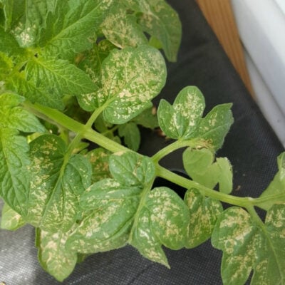 How To Prevent Sunburned Plant Leaves