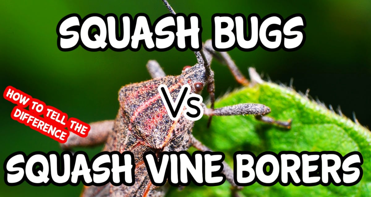 Battle of the Garden Pests Squash Bugs vs. Squash Vine Borers