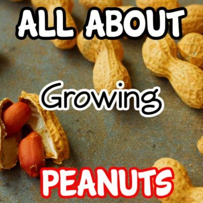 How To Grow Peanuts