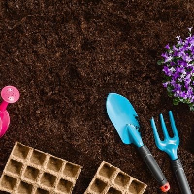 Biennial Plants, Perennial Crops, And More Gardening Terms Explained