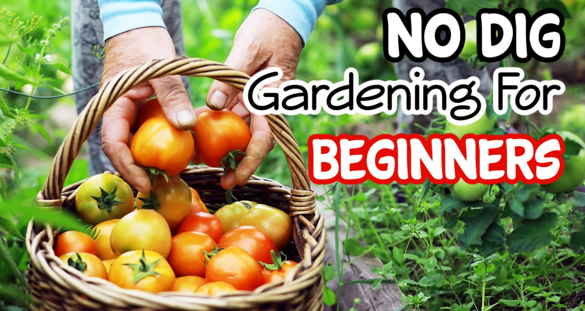 No Dig Gardening For Beginners Dian Farmer Learning To Grow Our Own Food