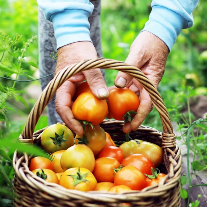 No-Dig Gardening For Beginners