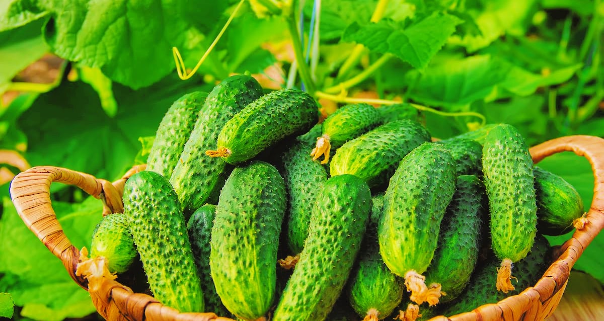 Cucumber Companion Plants Backyard Vegetable Gardener