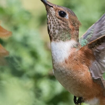 Attracting Hummingbirds To Your Backyard + DIY Hummingbird Food Recipe