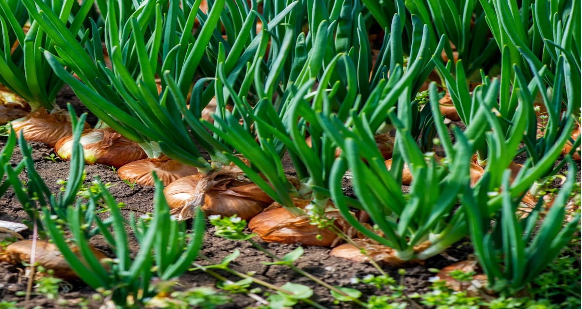 How to Grow Onions From Seed To Harvest Backyard Vegetable Gardener
